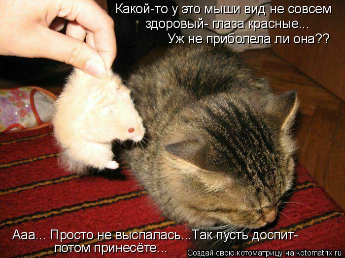 Какой-то у это мыши вид не совсем здоровый- глаза красные... Уж не приболела ли она?? Ааа... Просто н... Котоматрица: Какой-то у это мыши вид не совсем здоровый- глаза красные... Уж не приболела ли она?? Ааа... Просто не выспалась...Так пусть доспит- потом принес