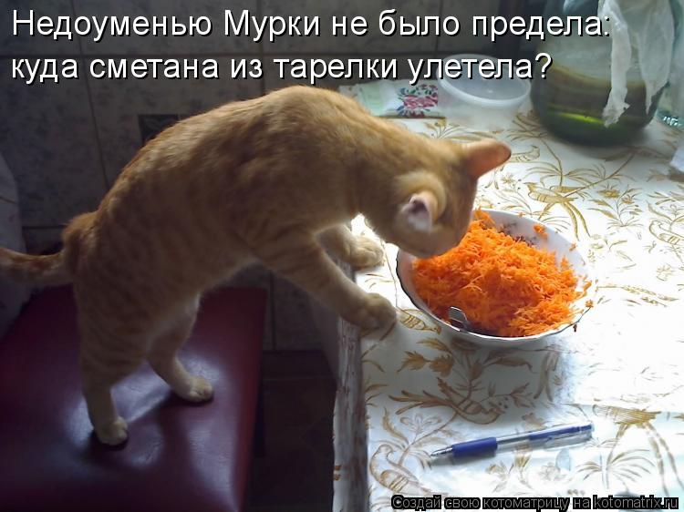 Недоуменью Мурки не было предела: куда сметана из тарелки улетела?... Котоматрица: Недоуменью Мурки не было предела: куда сметана из тарелки улетела?
