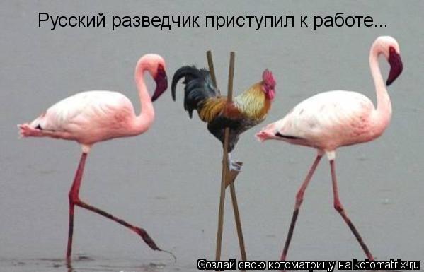 Русский разведчик приступил к работе...... Котоматрица: Русский разведчик приступил к работе...