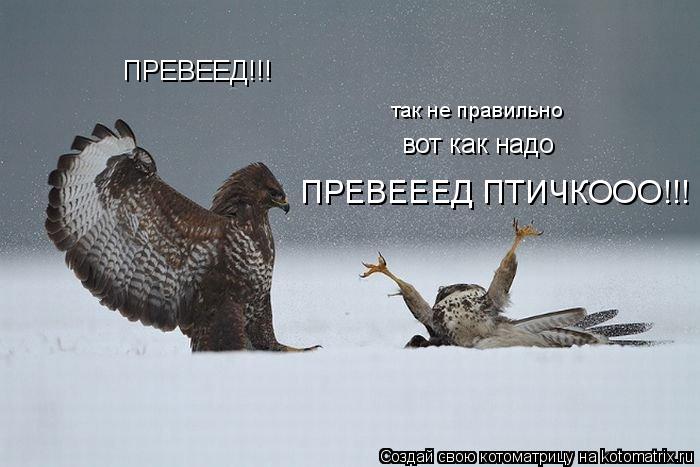 ПРЕВЕЕД!!! ПРЕВЕЕЕД ПТИЧКООО!!! вот как надо так не правильно... Котоматрица: ПРЕВЕЕД!!! ПРЕВЕЕЕД ПТИЧКООО!!! вот как надо так не правильно