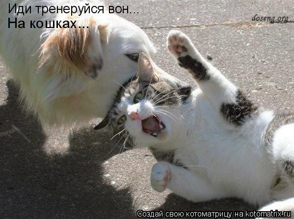 Иди тренеруйся вон... На кошках...... Котоматрица: Иди тренеруйся вон... На кошках...