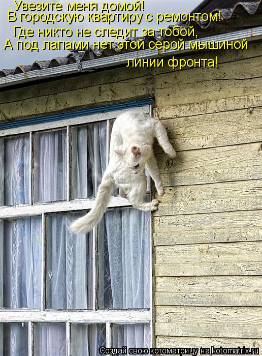 Увезите меня домой! В городскую квартиру с ремонтом! Где никто не следит за тобой, А под лапами нет ... Котоматрица: Увезите меня домой! В городскую квартиру с ремонтом! Где никто не следит за тобой, А под лапами нет этой серой мышиной линии фронта!