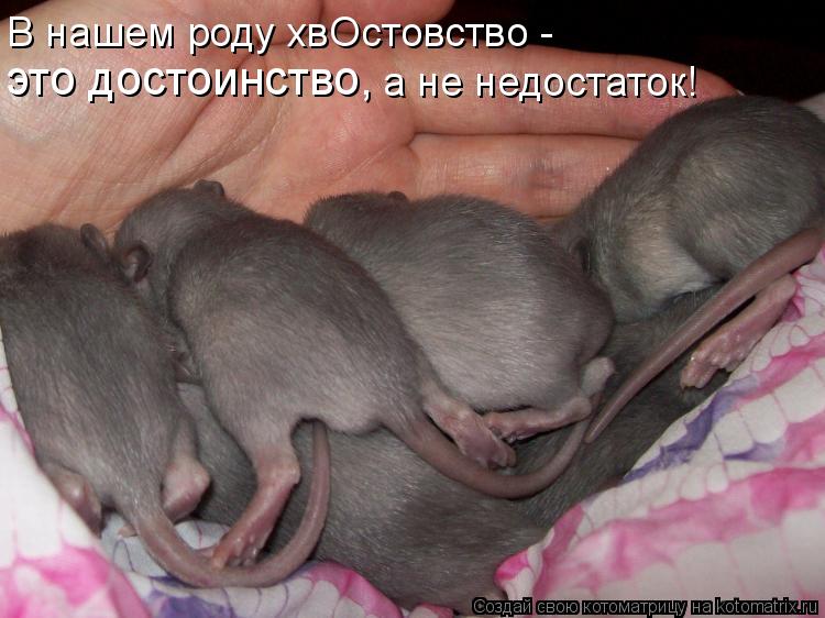 В нашем роду хвОстовство - это достоинство, а не недостаток!... Котоматрица: В нашем роду хвОстовство - это достоинство, а не недостаток!