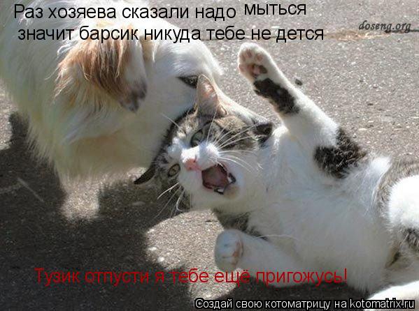 Раз хозяева сказали надо мыться значит барсик никуда тебе не дется Тузик отпусти я тебе ещё пригожусь... Котоматрица: Раз хозяева сказали надо мыться значит барсик никуда тебе не дется Тузик отпусти я тебе ещё пригожусь!