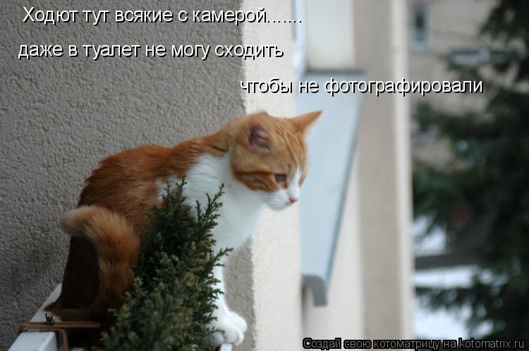 Ходют тут всякие с камерой....... даже в туалет не могу сходить чтобы не фотографировали... Котоматрица: Ходют тут всякие с камерой....... даже в туалет не могу сходить чтобы не фотографировали