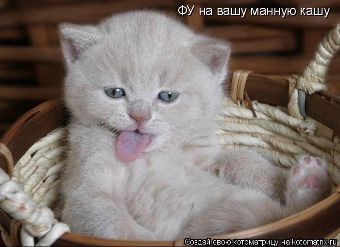ФУ на вашу манную кашу... Котоматрица: ФУ на вашу манную кашу