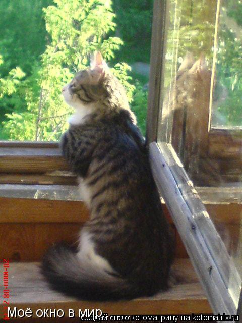 Котоматрица: Моё окно в мир........