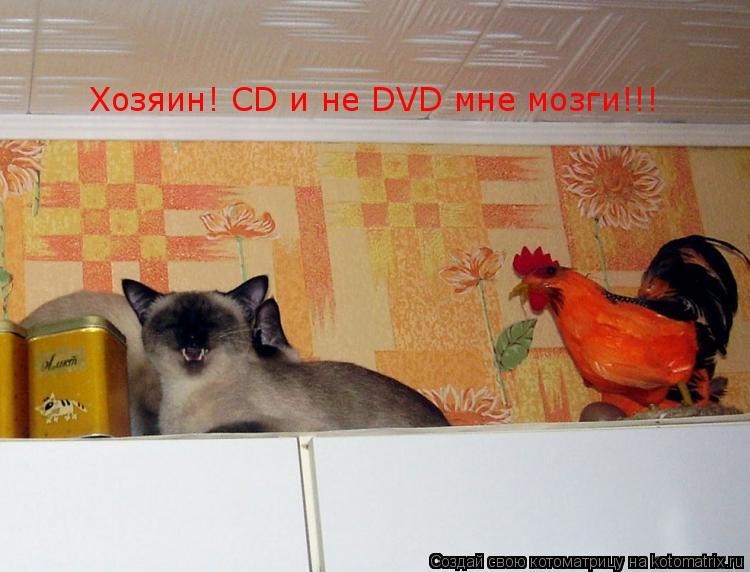 Котоматрица: Хозяин! CD и не DVD мне мозги!!!