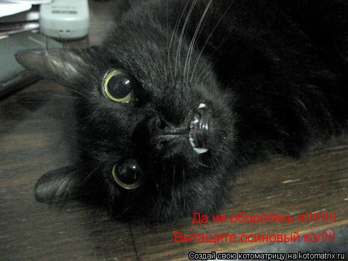 Да не оборотень я!!!!!!!! Вытащите осиновый кол!!!... Котоматрица: Да не оборотень я!!!!!!!! Вытащите осиновый кол!!!