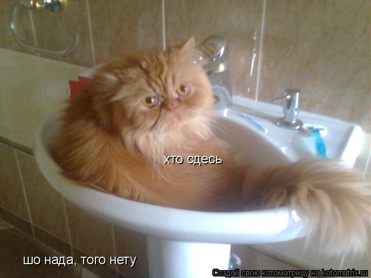 Котоматрица: хто сдесь шо нада, того нету