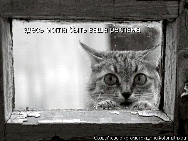 Котоматрица: здесь могла быть ваша реклама