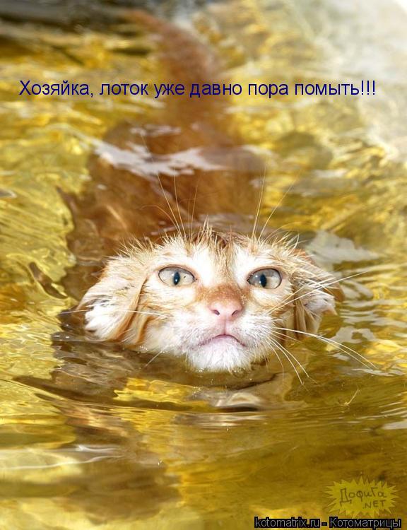 Котоматрица: Хозяйка, лоток уже давно пора помыть!!!