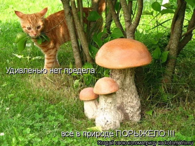 Котоматрица: Удивленью нет предела: Удивленью нет предела: все в природе ПОРЫЖЕЛО !!!
