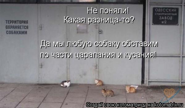 Котоматрица: Не поняли! Какая разница-то? Да мы любую собаку обставим по части царапания и кусания!