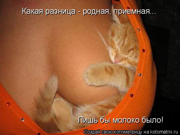 Котоматрица: Какая разница - родная, приемная... Лишь бы молоко было!