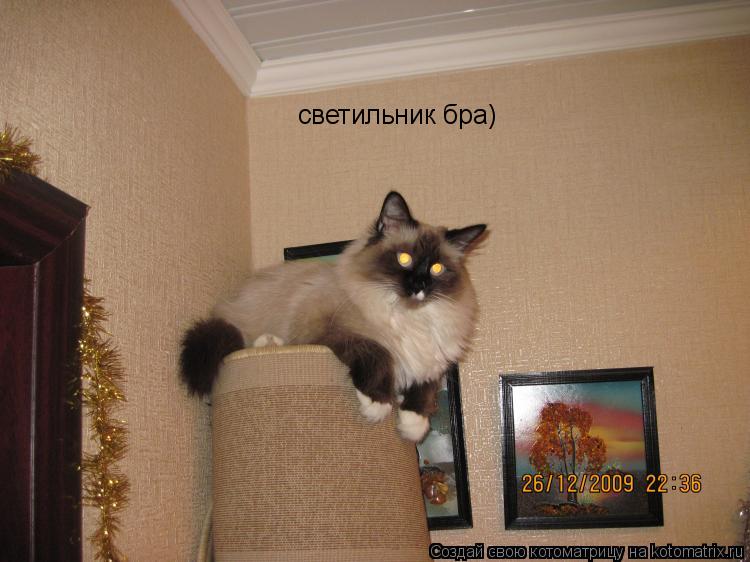 Котоматрица: светильник бра)