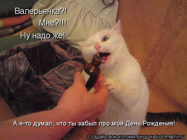 Валерьянка?! Мне?!!! Ну надо же! А я-то думал, что ты забыл про мой День Рождения!... Котоматрица: Валерьянка?! Мне?!!! Ну надо же! А я-то думал, что ты забыл про мой День Рождения!