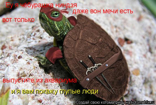 Котоматрица: Еу я чёбурашка ниндзя даже вон мечи есть  вот только  выпустите из аквариума  и я вам покажу глупые люди