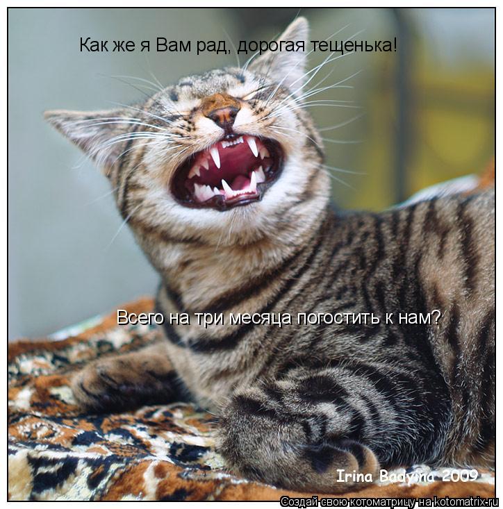 Котоматрица: Как же я Вам рад, дорогая тещенька!  Всего на три месяца погостить к нам?