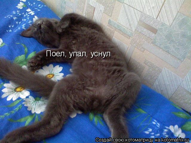 Поел, упал, уснул... Котоматрица: Поел, упал, уснул