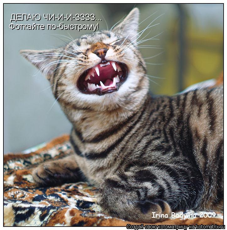 Котоматрица: ДЕЛАЮ ЧИ-И-И-ЗЗЗЗ... Фоткайте по-быстрому!