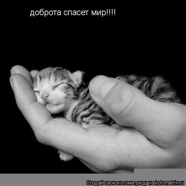 Котоматрица: доброта спасет мир!!!!