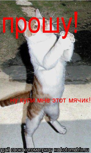 Котоматрица: прошу!  ну купи мне этот мячик!
