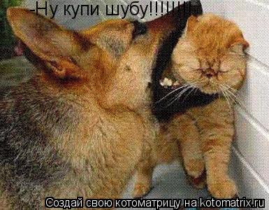 Котоматрица: -Ну купи шубу!!!!!!!!