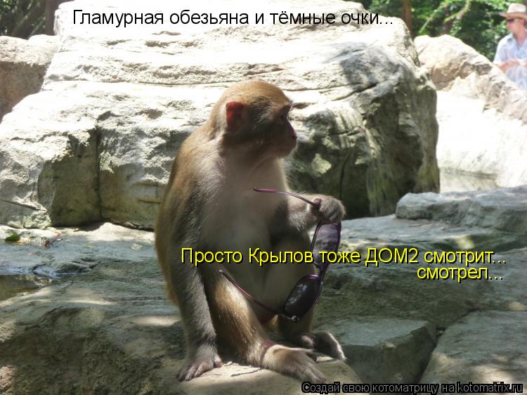 Котоматрица: Гламурная обезьяна и тёмные очки... Просто Крылов тоже ДОМ2 смотрит... смотрел...