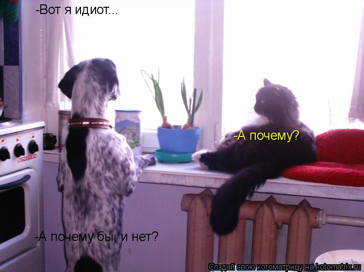 Котоматрица: -Вот я идиот... -А почему? -А почему бы, и нет?