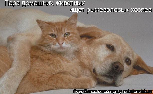 ищет рыжеволосых хозяев Пара домашних животных... Котоматрица: ищет рыжеволосых хозяев Пара домашних животных