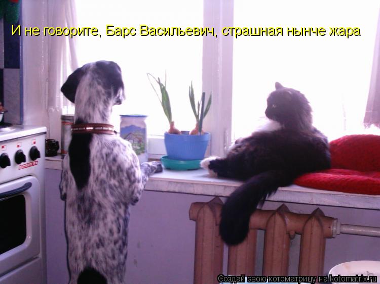 Котоматрица: И не говорите, Барс Васильевич, страшная нынче жара