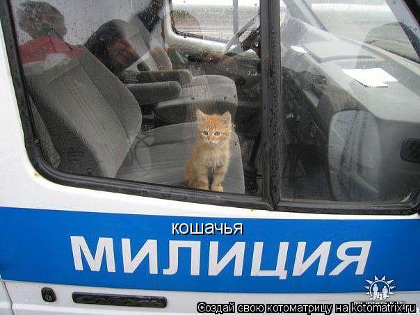 Котоматрица: кошачья