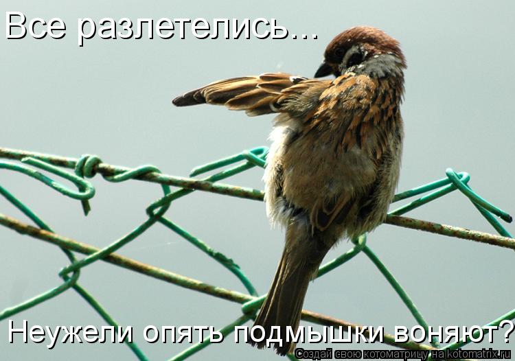 Котоматрица: Неужели опять подмышки воняют? Все разлетелись...