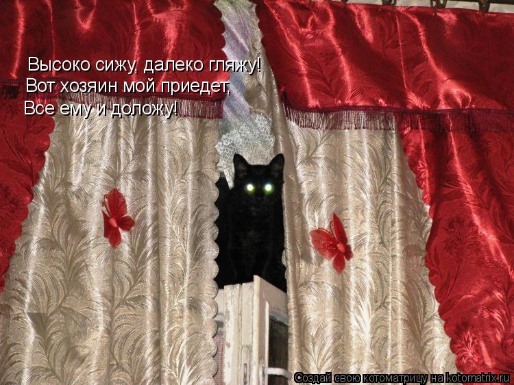 Котоматрица: Высоко сижу, далеко гляжу! Вот хозяин мой приедет, Все ему и доложу!