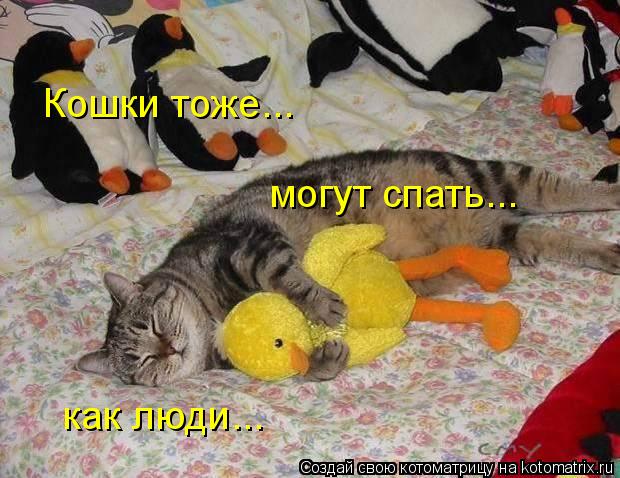 Котоматрица: Кошки тоже... могут спать... как люди...