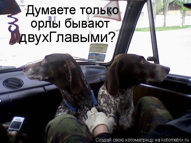 Котоматрица: Думаете только  орлы бывают двухГлавыми?