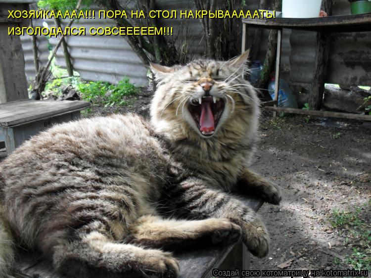 Котоматрица: ХОЗЯЙКААААА!!! ПОРА НА СТОЛ НАКРЫВАААААТЬ! ИЗГОЛОДАЛСЯ СОВСЕЕЕЕЕМ!!!