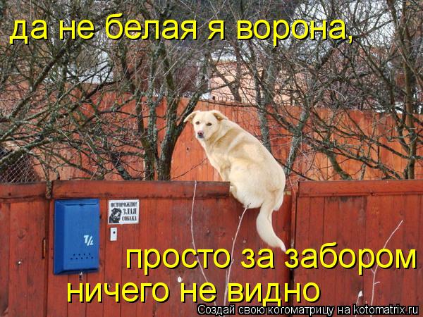 да не белая я ворона, просто за забором ничего не видно... Котоматрица: да не белая я ворона, просто за забором ничего не видно