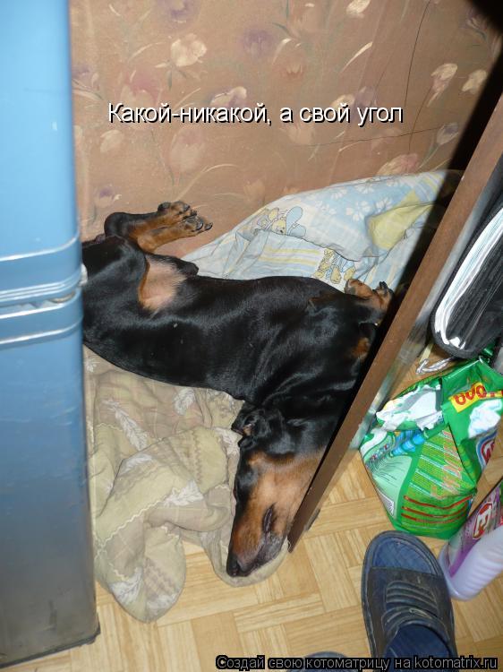 Какой-никакой, а свой угол... Котоматрица: Какой-никакой, а свой угол
