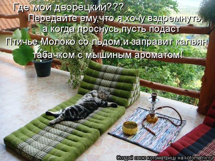 Где мой дворецкий??? Передайте ему,что я хочу вздремнуть, а когда проснусь,пусть подаст Птичье Молок... Котоматрица: Где мой дворецкий??? Передайте ему,что я хочу вздремнуть, а когда проснусь,пусть подаст Птичье Молоко со льдом,и заправит кальян табачком с