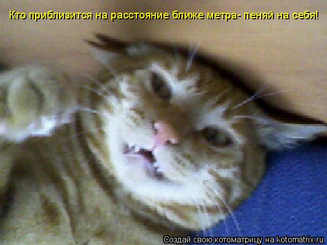 Кто приблизится на расстояние ближе метра- пеняй на себя!... Котоматрица: Кто приблизится на расстояние ближе метра- пеняй на себя!