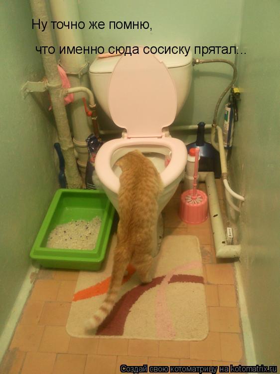 Ну точно же помню, что именно сюда сосиску прятал...... Котоматрица: Ну точно же помню, что именно сюда сосиску прятал...