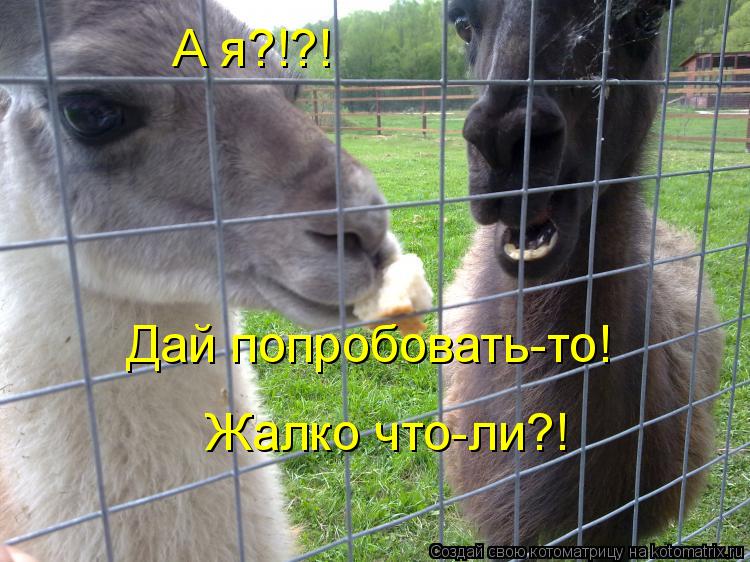 Котоматрица: А я?!?! Дай попробовать-то! Жалко что-ли?!