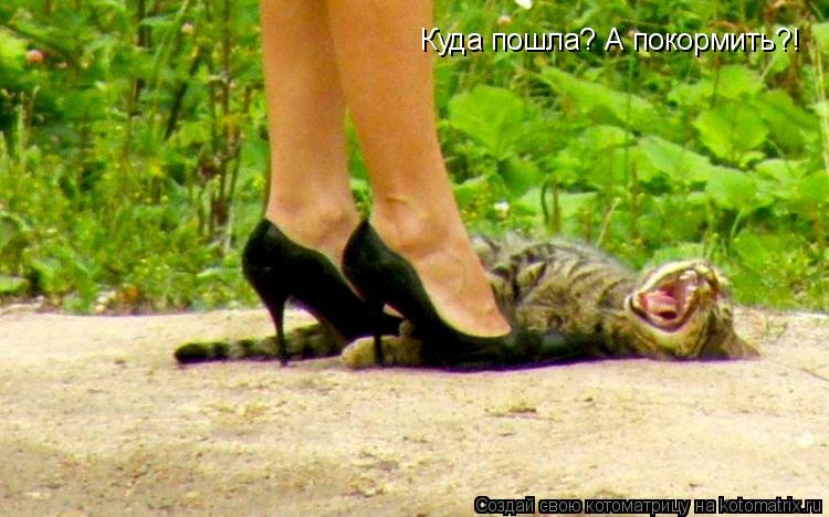 Куда пошла? А покормить?!... Котоматрица: Куда пошла? А покормить?!