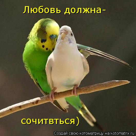 Любовь должна- сочитвться)... Котоматрица: Любовь должна- сочитвться)