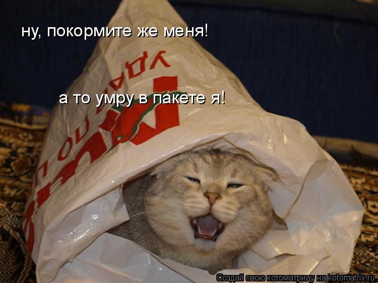 ну, покормите же меня! а то умру в пакете я!... Котоматрица: ну, покормите же меня! а то умру в пакете я!