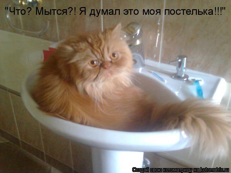 "Что? Мытся?! Я думал это моя постелька!!!"... Котоматрица: "Что? Мытся?! Я думал это моя постелька!!!"