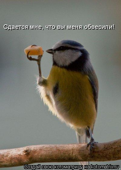 Котоматрица: Сдается мне, что вы меня обвесили!