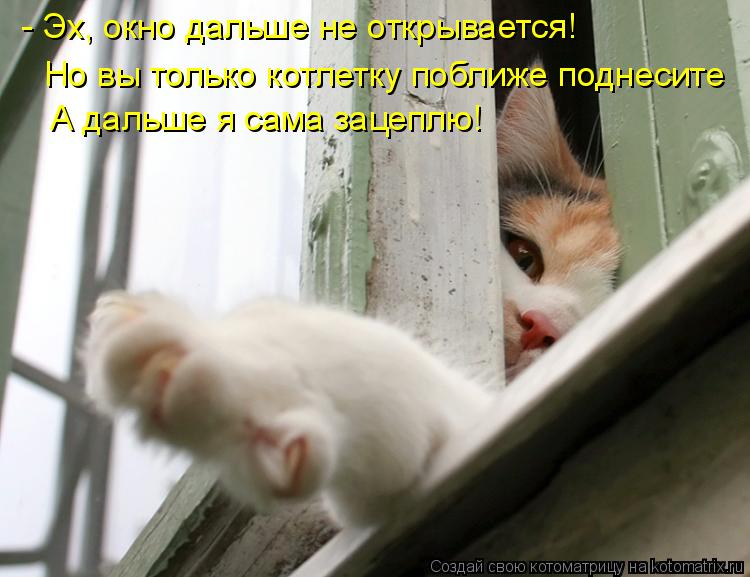 Котоматрица: А дальше я сама зацеплю! - Эх, окно дальше не открывается!  Но вы только котлетку поближе поднесите